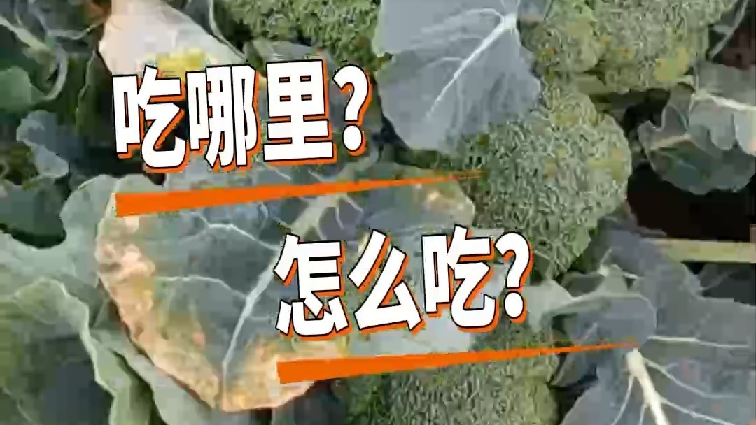 开云体育官方网站-西蓝花藏在菜篮子里的“养发高手”